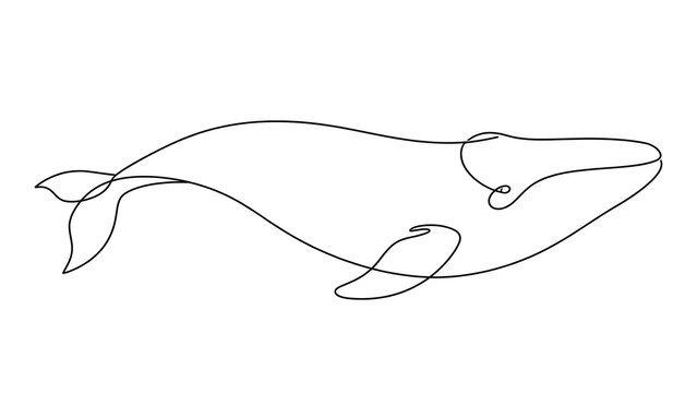 Whale Line Art white background.