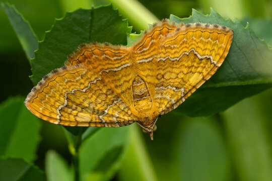 Yellow Shell moth - Camptogramma bilineatum, beautiful colored moth from European meadows and grasslands, White Carpathians, Czech Republic.