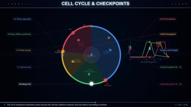 Cell Cycle Diagram Showing Interphase Mitosis and Checkpoint Phases