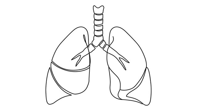 Human lungs anatomy white background.