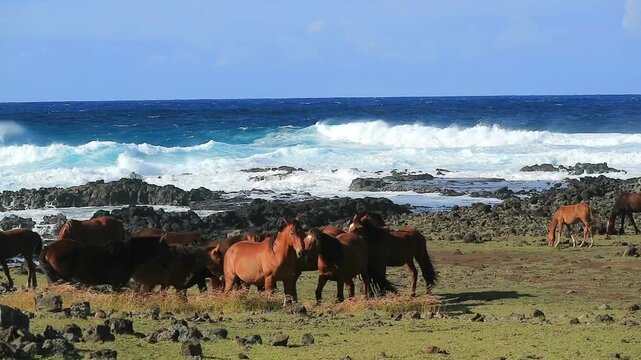 Footage of a large group of wild horses grazing in the meadow of wavy Pacific ocean coast, Easter island, Chile, South America