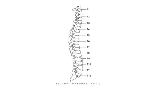 Human spine anatomy white background.