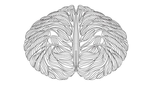 Human Brain Illustration white background.