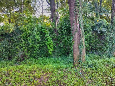 Dense Forest Vegetation with Trees and Climbing Ivy