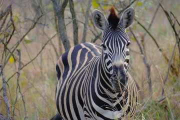 Plains zebra looking at camera during safari in Kruger National Park © Kamil