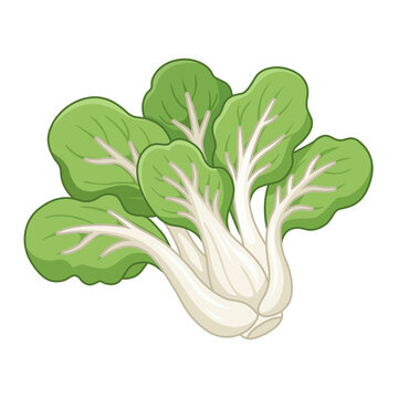 Chinese cabbage isolated on white background