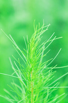 Dog fennel, dogfennel or Eupatorium capillifolium or false dill tree or Asteraceae or anethum