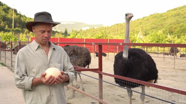 An ostrich egg in the farmers hands.. Ostrich farmer caring for birds on a rural agricultural farm