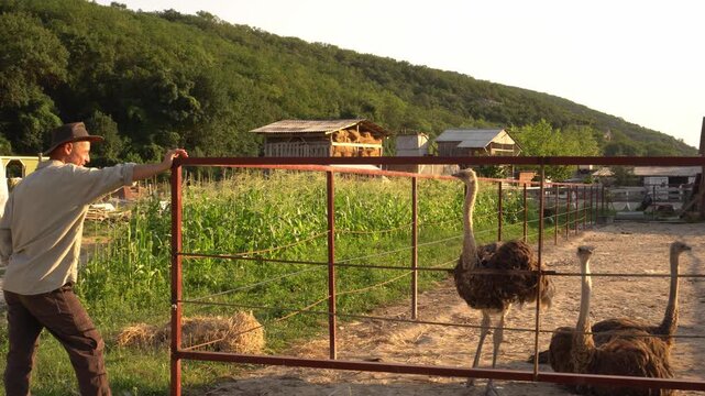 Ostrich family farming is a sustainable and profitable agricultural business that raises giant flightless birds for lean meat, luxurious leather, and eggs