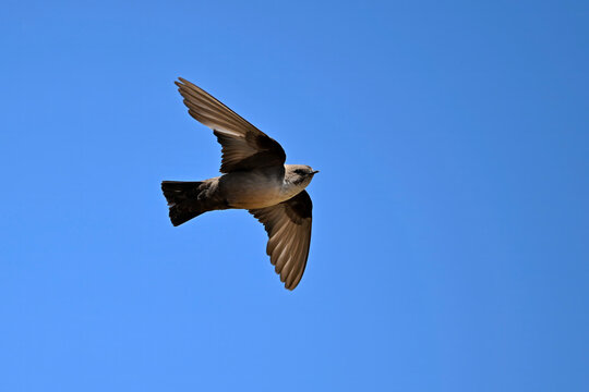 flying Eurasian crag martin // fliegende Felsenschwalbe (Ptyonoprogne rupestris) 