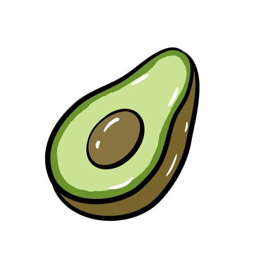 vector illustration of avocado