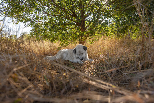 White dog gnawing on bone in dry grass under tree with green leaves, resting in autumn light.