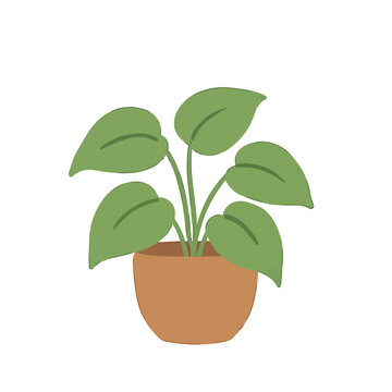 Potted green plant with large leaves