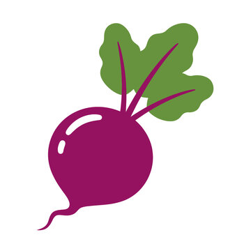 Fresh beetroot vegetable with vibrant purple root and green leaves isolated for culinary menu design healthy diet nutrition organic food agriculture graphic art.
