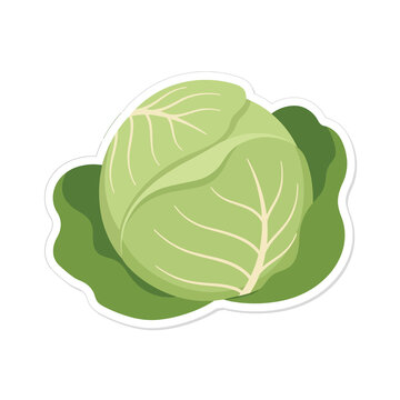 Fresh green cabbage sticker illustration showcasing textured layers of crisp leaves represents healthy nutrition and organic farming for culinary design projects.