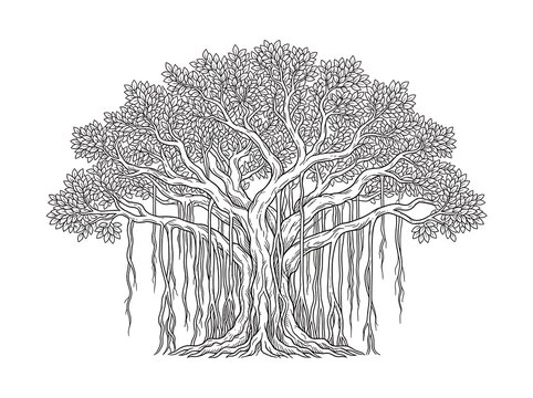 Elaborate banyan tree outline vector illustration