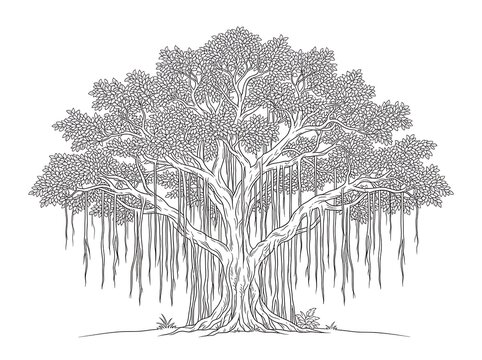 Majestic banyan tree with hanging roots illustration