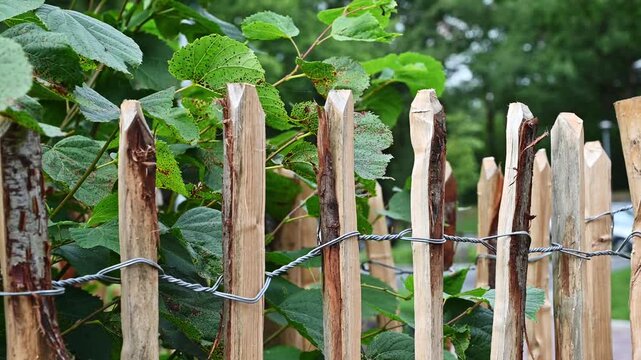 A rustic split chestnut paling fence woven with wire, surrounded by green foliage and trees.