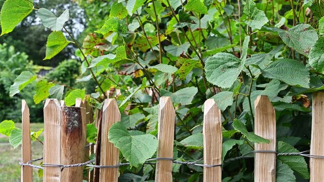 A rustic split chestnut paling fence woven with wire, surrounded by green foliage and trees.