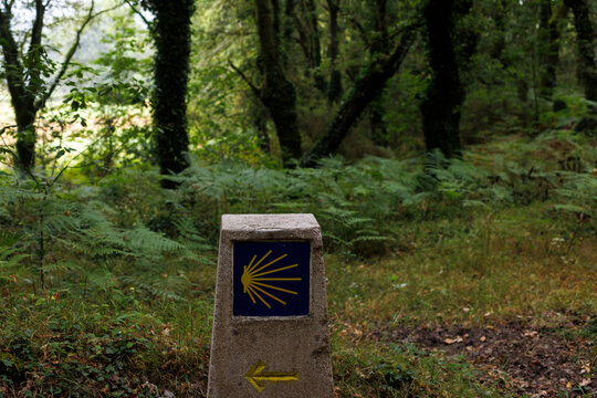 Camino de Santiago Trail Marker in Lush Forest, Galicia, Spain