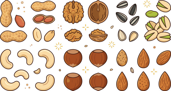 Hand Drawn Mixed Nut Collection with Peanuts, Walnuts, Almonds, Cashews, Pistachios, Pecans, Nut Halves, Kernels, and Decorative Elements
