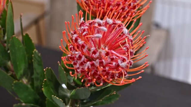 A close-up macro shot of a vibrant orange pincushion protea flower (Leucospermum cordifolium) in full bloom, showcasing its unique geometric pin-like petals and spherical blossom structure.
