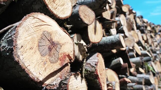 Close up of stacked cut wooden logs showing natural tree rings and bark texture in outdoor lumber storage   