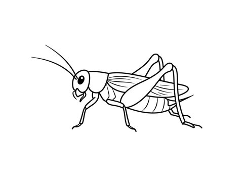 Insect outline drawing isolated on white background
