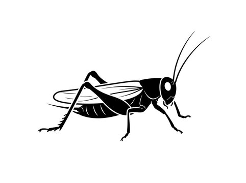 Insect illustration simple silhouette