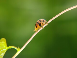 The ladybug is a small insect, measuring 1–10 mm, known for its striking red shell and black spots. © Ainur