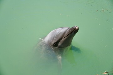 海面から顔を出す可愛いイルカ © 裕人 石原