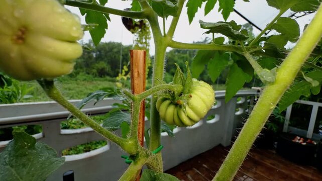 Unripe Ribbed Green Tomatoes Grow on a Vine in a Garden, Water Droplets Highlight Fresh Produce, Natural Growth and Food Cultivation