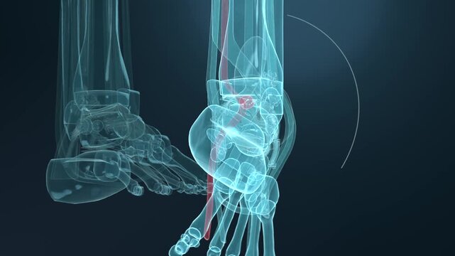 Animating 3D right foot pivoting into plantarflexion, medical studio showing Achilles, rotation arc