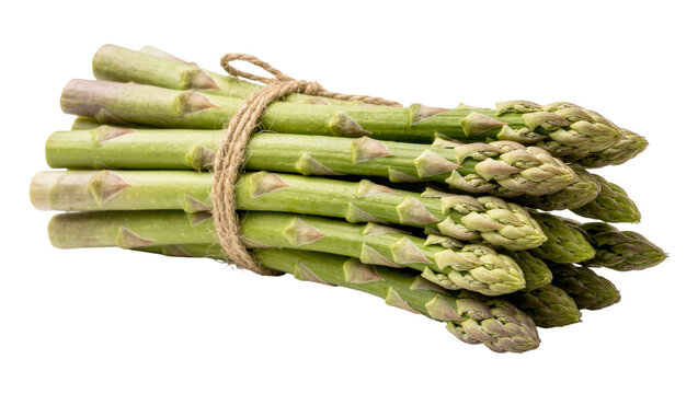 Bundle of fresh green asparagus spears tied with rough twine, isolated on transparent background