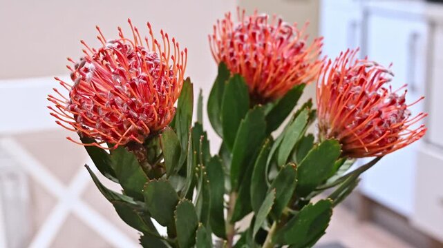 A close-up macro shot of a vibrant orange pincushion protea flower (Leucospermum cordifolium) in full bloom, showcasing its unique geometric pin-like petals and spherical blossom structure.