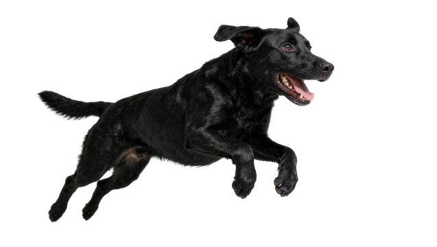 Energetic black Labrador dog mid-air jump, isolated on transparent background