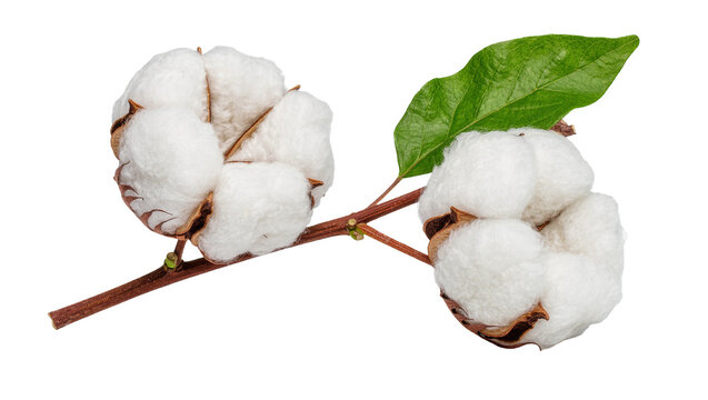 Two fluffy cotton bolls with a green leaf on a branch, isolated on transparent background