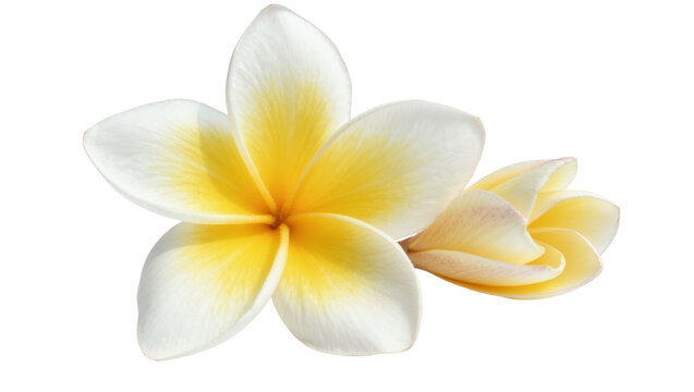 Delicate white and yellow plumeria flowers, isolated on transparent background