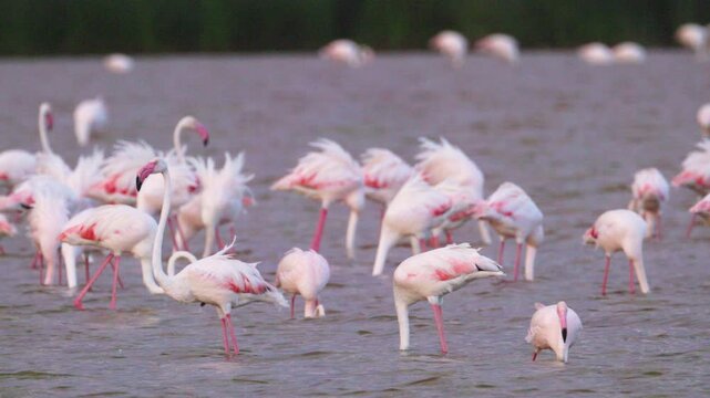 Flamingos gathered in shallow water in Amboseli National Park, Kenya, with the surrounding savanna landscape creating a natural African wildlife scene.