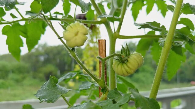 Unripe Ribbed Tomatoes Grow on a Wet Vine Beside a Wooden Stake in a Garden, Showing Fresh Organic Cultivation and Seasonal Growth