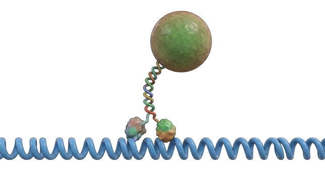 Kinesin Motor Protein Carrying Vesicle Along Microtubule