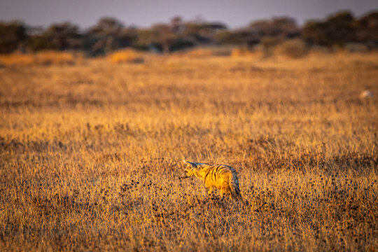 A Southern Aardwolf (Proteles cristatus) looks up out of the dry season bush at sunset in Nxai Pan National Park in Botswana