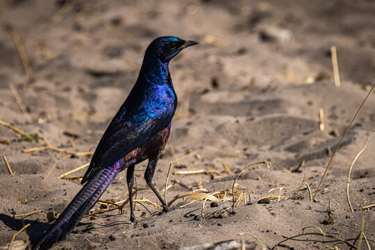 A Savannah Meves's Starling (Lamprotornis mevesii mevesii) on the ground shows off its iridescence in Xhumaga, part of Makgadikgadi Pans National Park in Botswana
