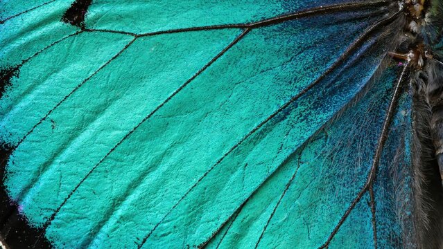 Macro close up of vibrant turquoise and blue butterfly wing scales and veins