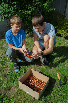 A father and son squat in a garden, examining flower bulbs together before planting. This scene represents family bonding, outdoor education, and sustainable hobby gardening in nature.