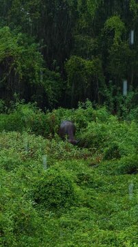Water Buffalo Grazes Amid Lush Forest Vegetation During Heavy Rain, Wildlife and Nature Vertical video.