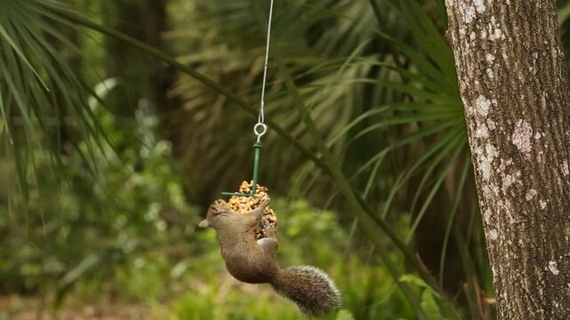 Squirrel climbs and jumps on to a corn seed feeder from a tree