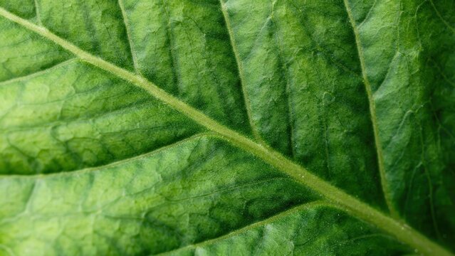 Closeup of a vibrant green leaf with detailed veins and texture