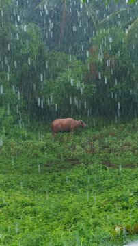 Pink Buffalo Stands in Heavy Rain Amid Lush Tropical Vegetation, Revealing a Wet Rural Field and Natural Freshness Vertical video.