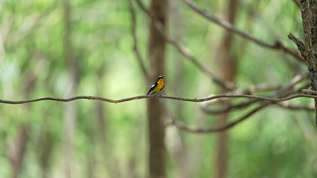 The Yellow-rumped Flycatcher forages in the wild in Thailand's forests.